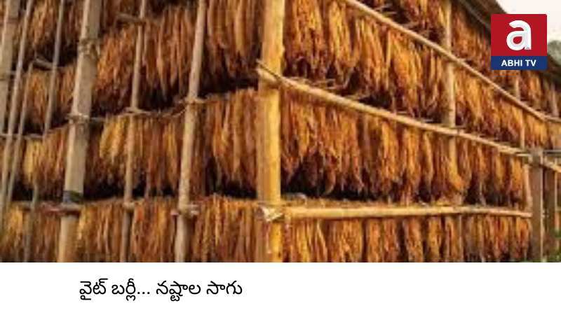 బర్లీ పొగాకు రైతు అతలాకుతలం-సర్కార్ ఆదుకుంటుందా?