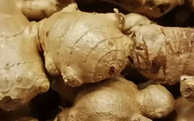 “అల్లం” రెగ్యులర్ గా  తింటే ఏమవుతుంది?